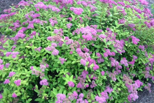 Spirea shrub in bloom