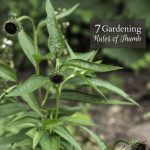 7 Gardening Rules of Thumb