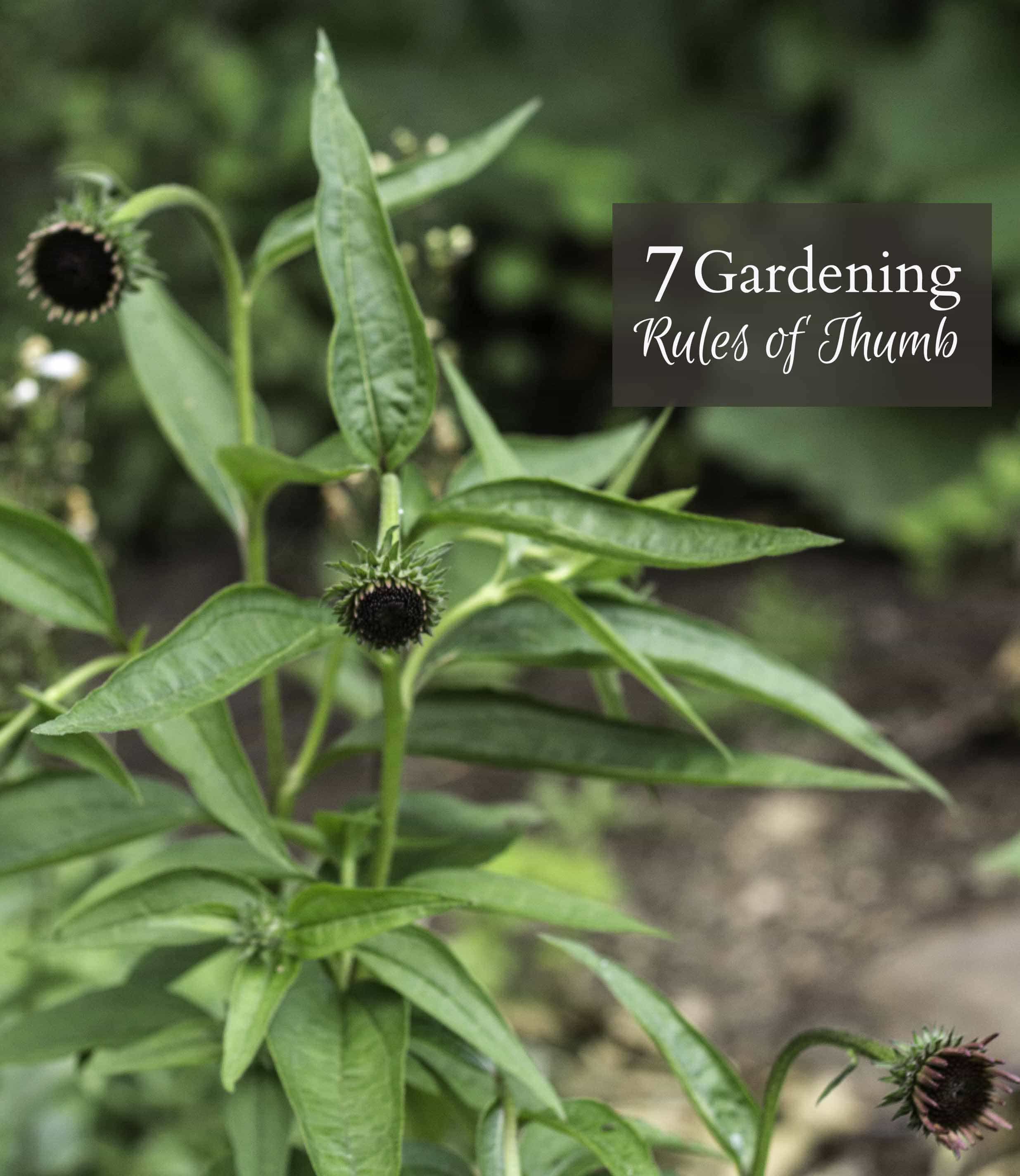 Learn some great tips about gardening rules of thumb, gathered over many years of backyard gardening experience to help you have success in your garden.