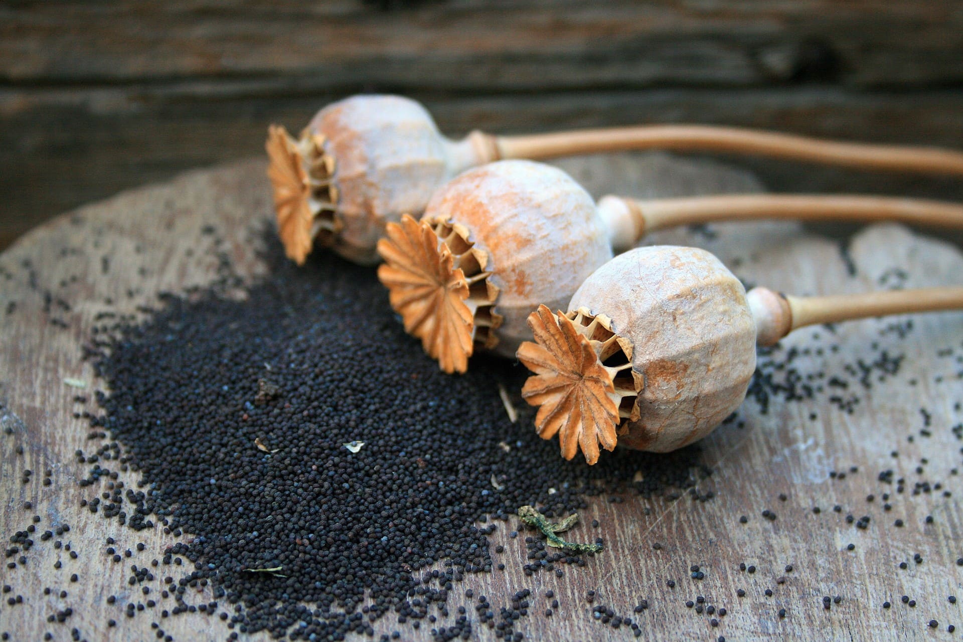 Poppy seed heads and seed.