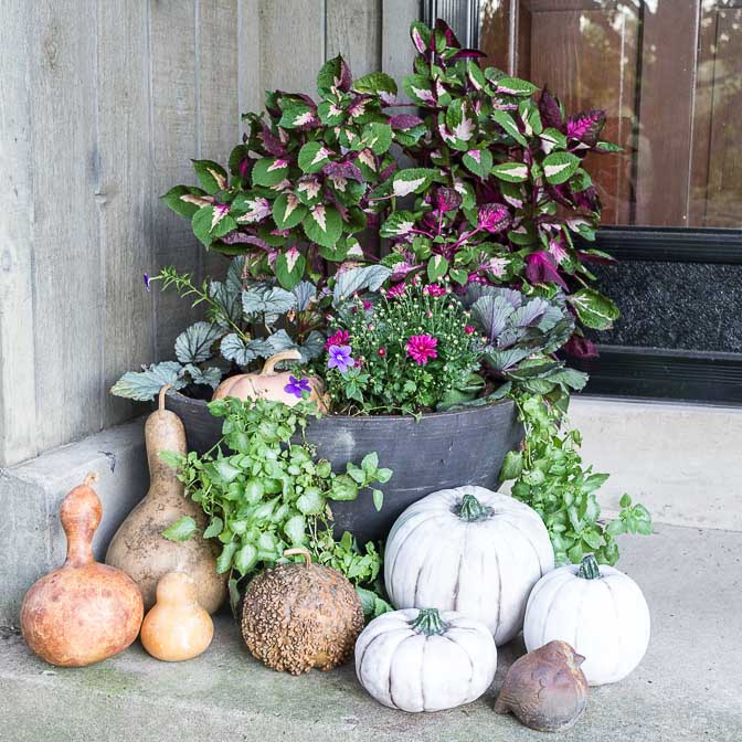 Planter with pumpkins and gourds.