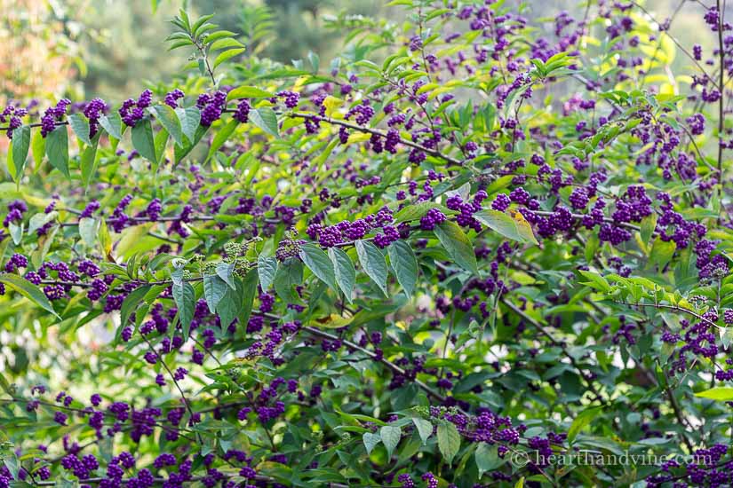 Callicarpa americana aka Beautyberry Bush