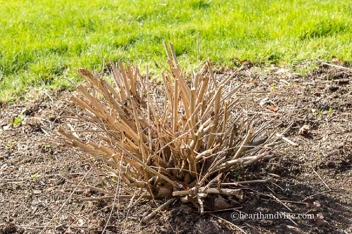 Beautyberry bush cut back in the spring.