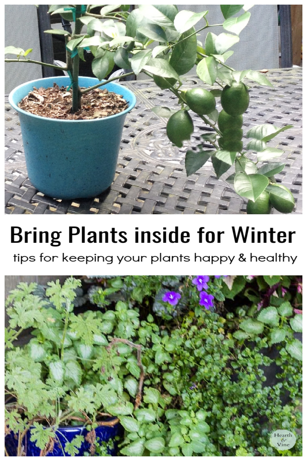 Bring Plants Inside for Winter 5 Tips for Winter Plant Care