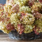 dried-limelight-pee-gee-hydrangea-basket