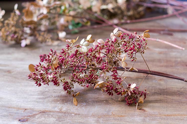 handpainted red on hydrangea blooms