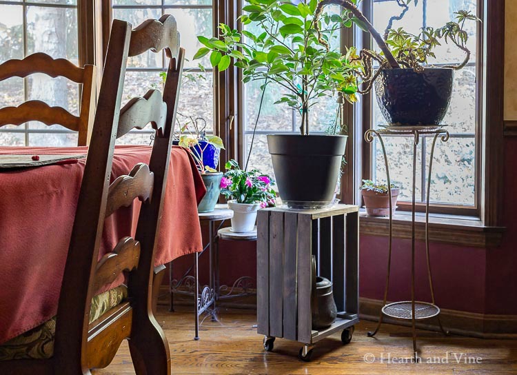 Rolling plant stand in dining room