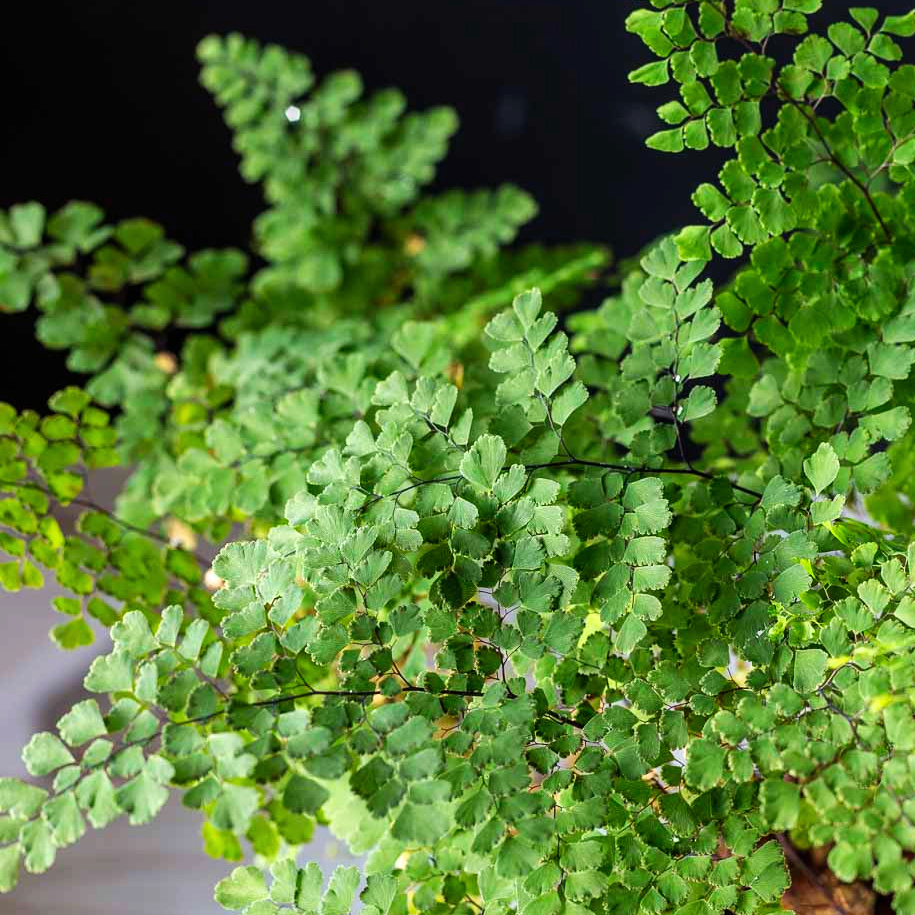 Maidenhair fern foliage.