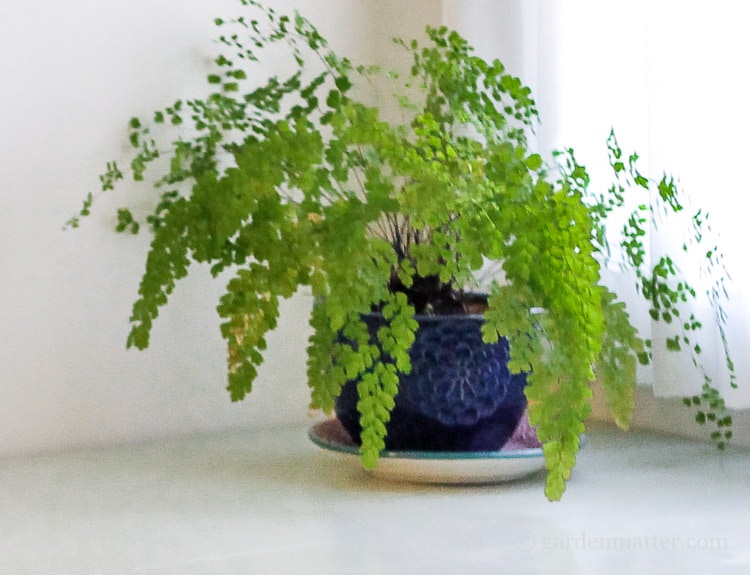 maidenhair fern on desk