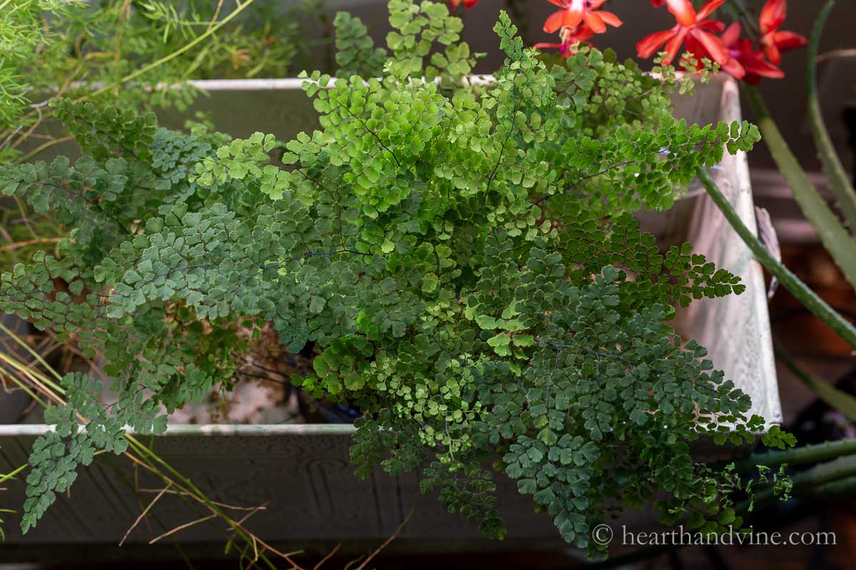 Maidenhair fern in planter indoors.