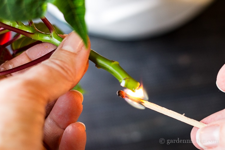Burn the cut edge of the poinsettia stem to cauterize the would