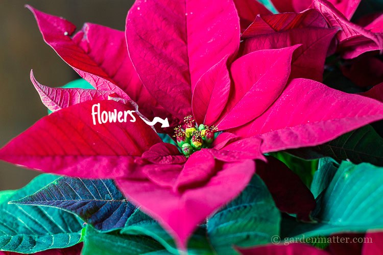 The center green clusters are the true flowers of the poinsettia