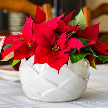 White vase filled with red poinsettia flowers.