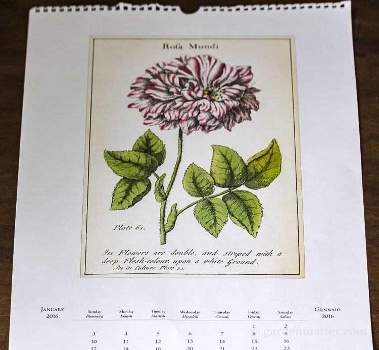 Botanical print from a calendar makes great wall art.