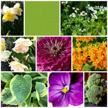 Learn about the plant of the year and color of the year from the top associations.