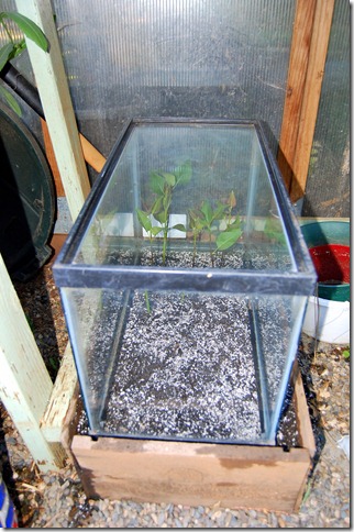 Rooting lilacs from cuttings tips.