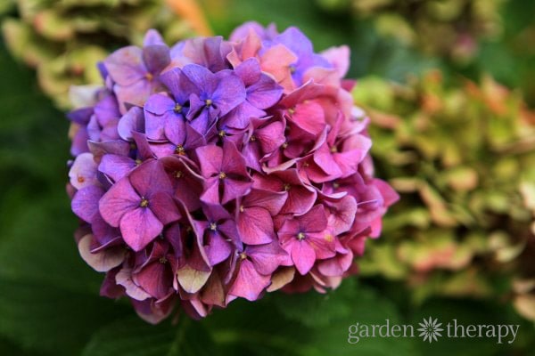 How to make your hydrangea change colors.