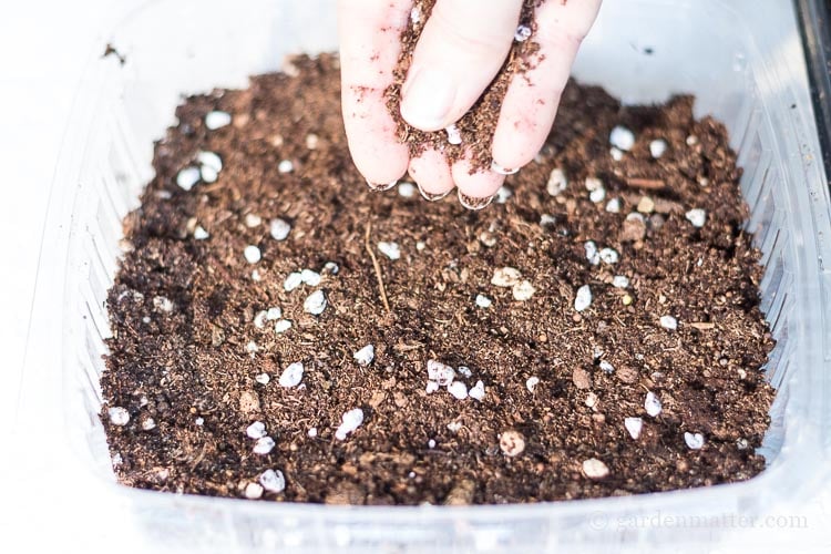 Cover micro green seeds lightly with soil.