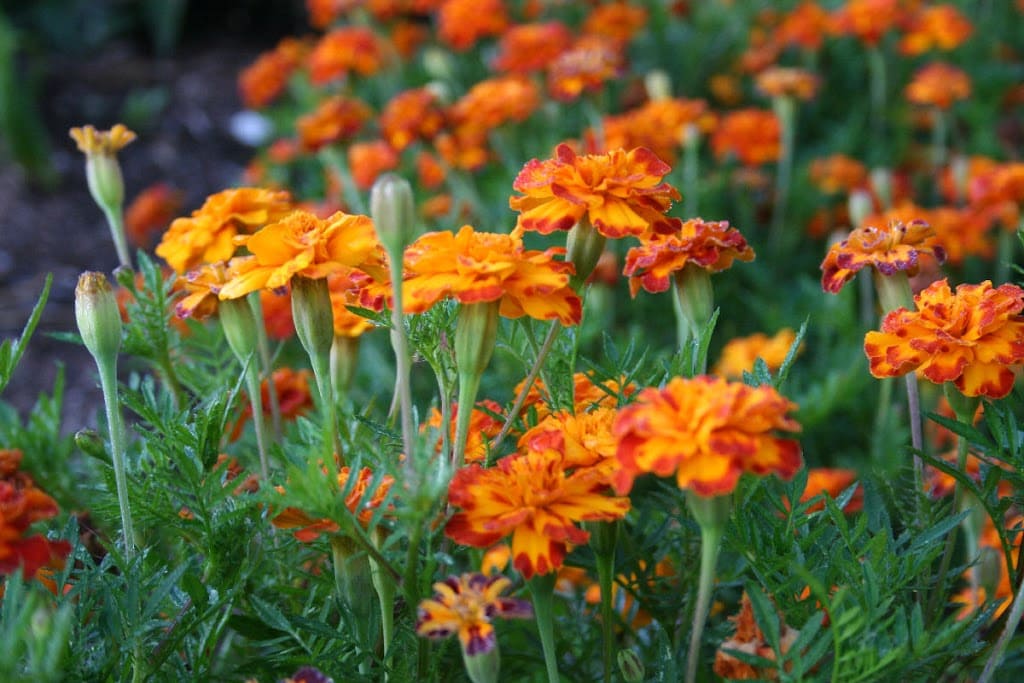 Add marigolds to the veggie garden.