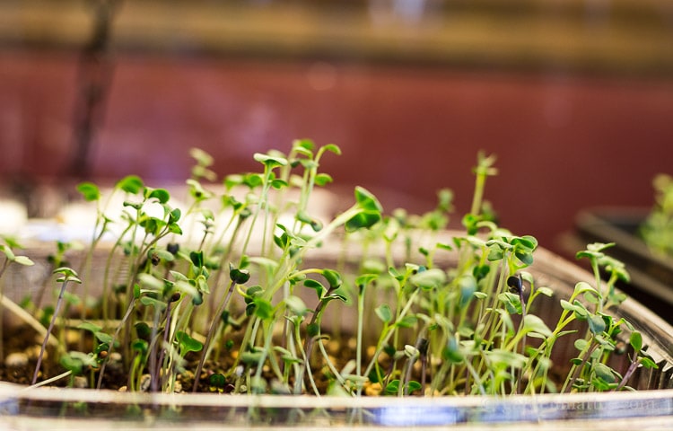 After ten days the micro greens are ready to harvest.
