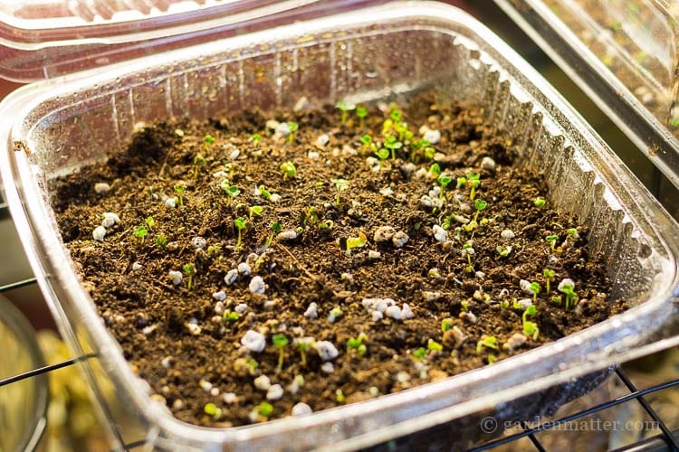 Micro greens sprout in only three days.