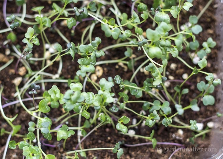 Growing microgreens is an easy and fast gardening project that you can harvest in about 10 days.