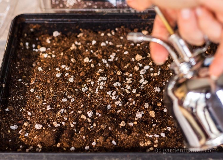 Use a mister to water in the micro green seeds.