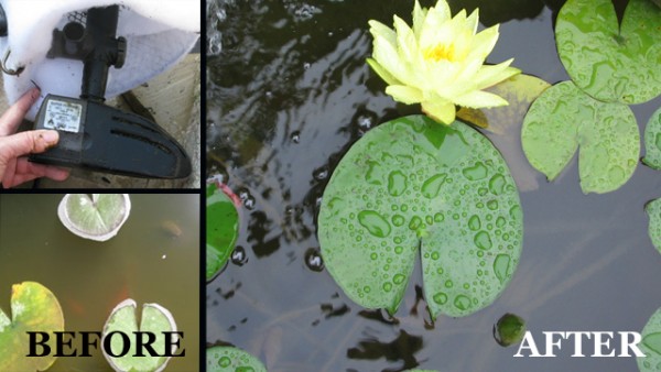 An easy trick for a sparkling clean pond.