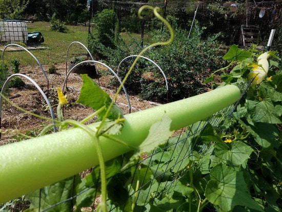 Using pool noodles in the garden