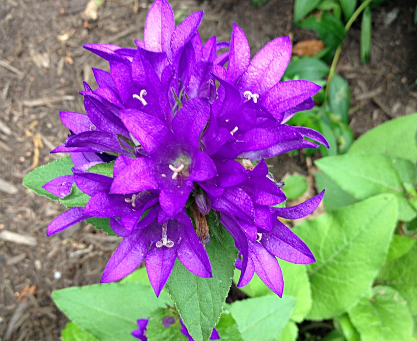 Globe bellflower is an excellent cut flower perennial.