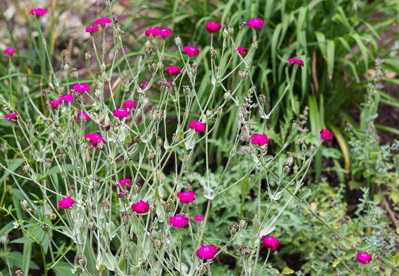 Rose Campion is a great perennial that readily seeds in the garden make a good cut flower.