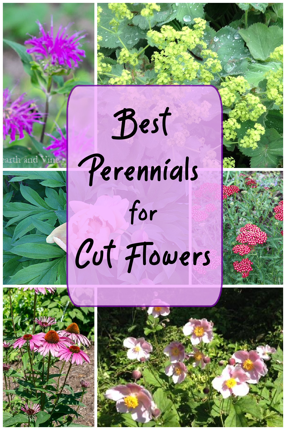 Some of the best perennial flowers for a cut flower garden including bee balm, coneflower, yarrow, peonies, and anemone.