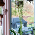 Rose antique teacup planted with a long string of pearls plant hanging in a window.