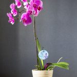 Garden Charm in Orchid Pot