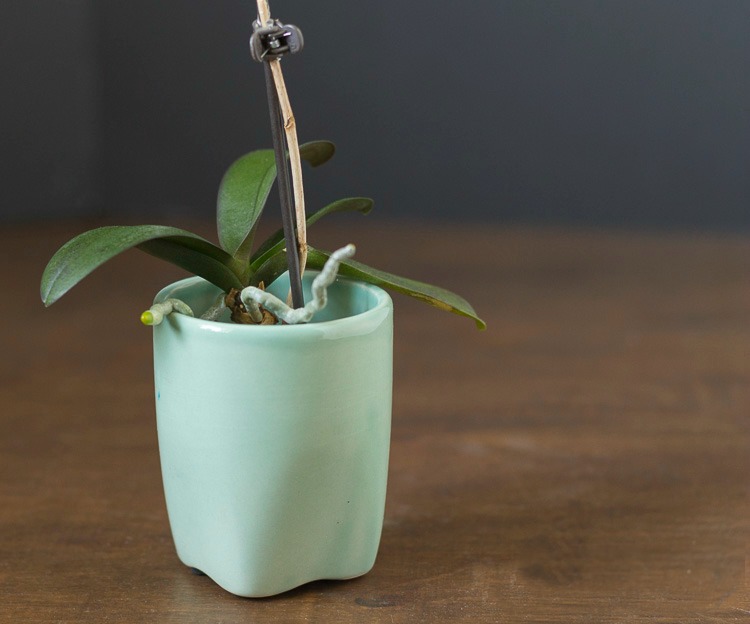 Mini-orchid in a blue pot.