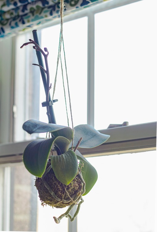 Kokedama orchid hanging in a window.