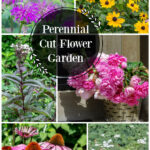 Collage of perennial cut flower plants including, yarrow, bee balm, penstemon, black eyed susan, purple coneflower and peonies.