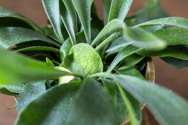 Foot part of the staghorn fern