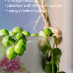 A close up image of a string of pearls plant growing in a rose vintage teacup hung from twine.