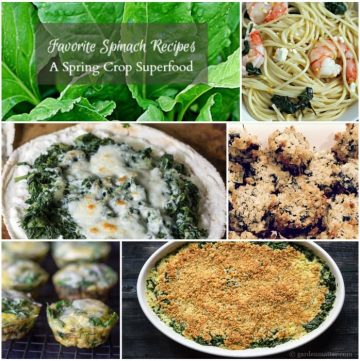 Learn a few great spinach recipes from your spring crops.