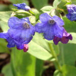 Lungwort in bloom close up image of the flowers.