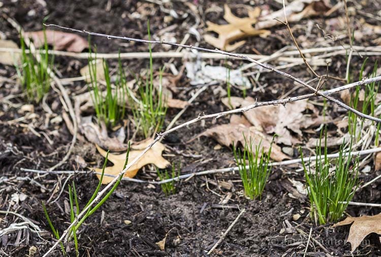 Chives in the spring