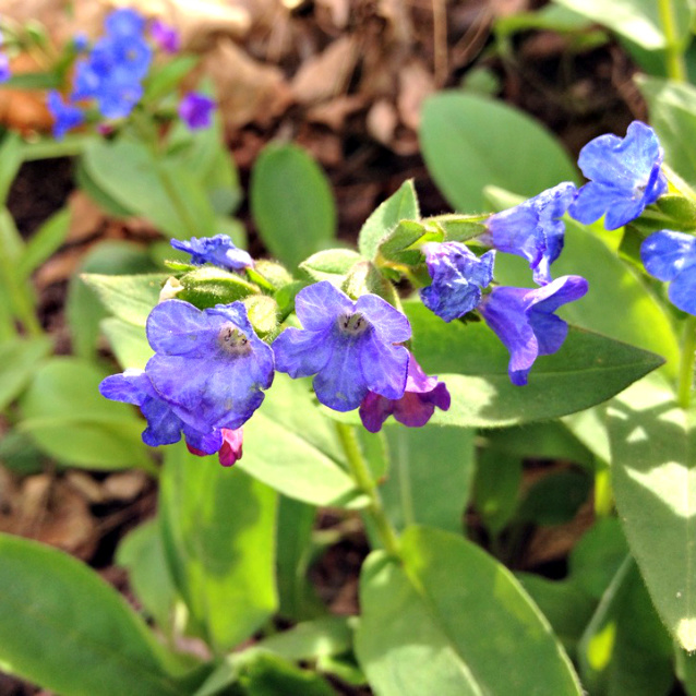 blue pulmonaria flowers aka lungwort