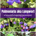 A collage of different varieties of lungwart plants.