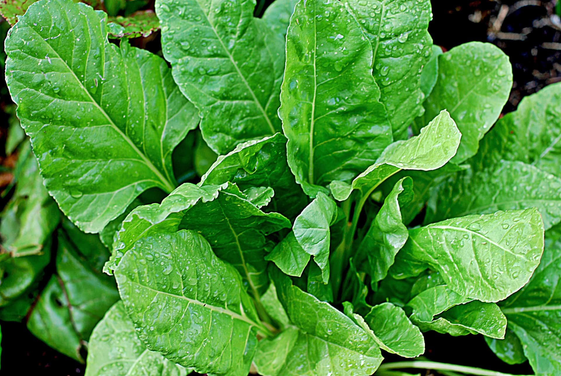 Enjoy the all the amazing health benefits of this super food spring crop with five favorite spinach recipes you can whip up in no time.