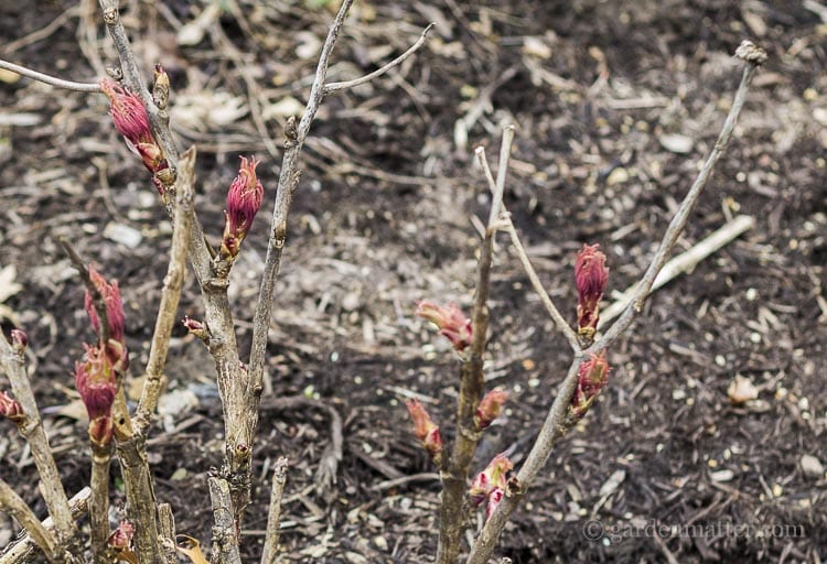 Tree peony just budding in the spring.