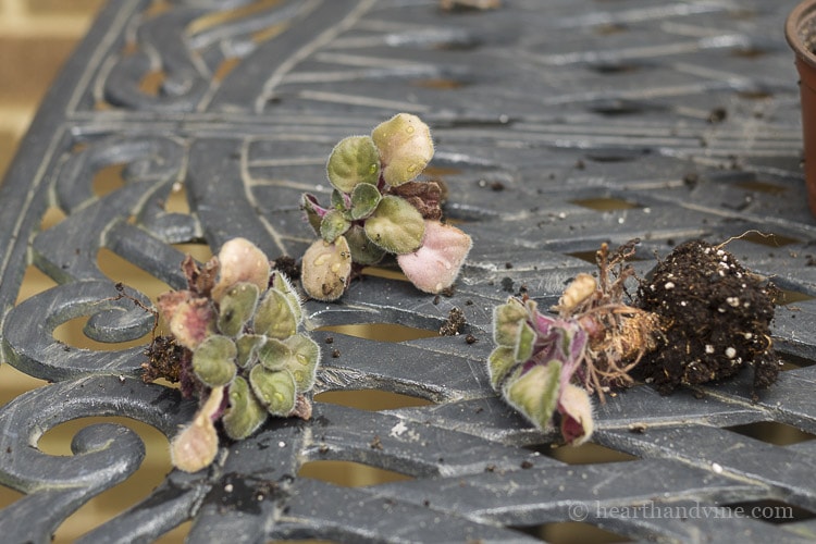 Separated crowns of African Violet