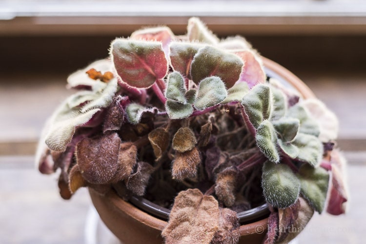 Old over crowded African Violet.