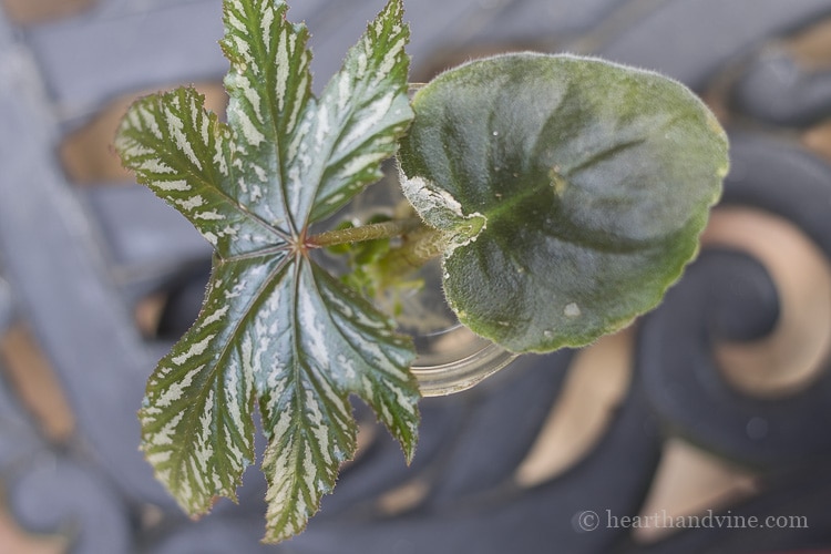 Root plants in water from cuttings