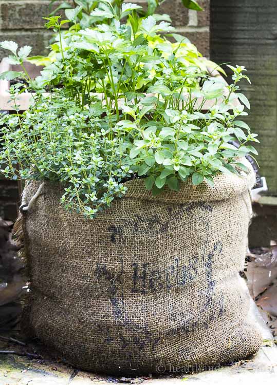 Herb garden planted in a burlap sack.